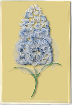 Periwinkle Flower Illustration