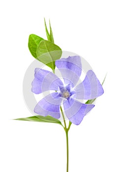 Periwinkle flower isolated on white background