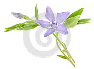 Periwinkle flower isolated on white background