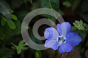 Periwinkle flower