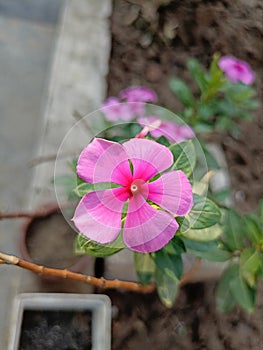 Periwinkle Flower