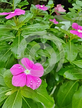 Periwinkle Flower Plant or & x28;Catharanthus roseus& x29;