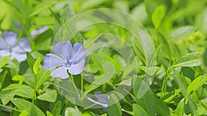 Periwinkle flowers blossom in the spring garden. Common periwinkle. Green background. Close up.
