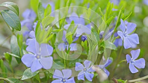 Periwinkle flowers blossom in the spring garden. Common periwinkle. Green background. Shallow depth of field.