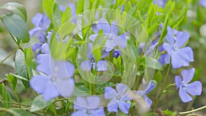 Periwinkle flowers blossom in the spring garden. Common periwinkle. Green background. Shallow depth of field.