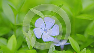 Periwinkle flowers blossom in the spring garden. Common periwinkle. Green background. Shallow depth of field.