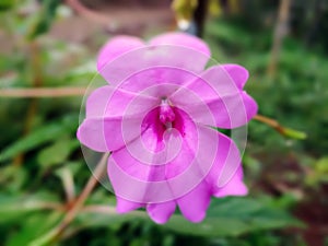 Periwinkle flowers in the garden