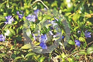 Periwinkle flowers lawn