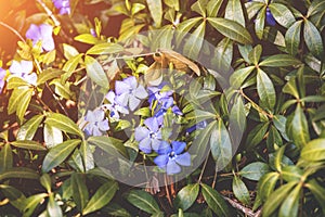 Periwinkle flowers lawn