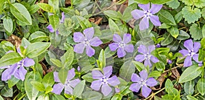 Periwinkle flowers in Spring