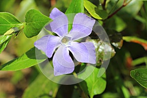 Periwinkle in a garden