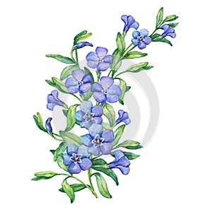 Periwinkle. Illustration of composition first spring wild flowers - VÃ­nca mÃ­nor.