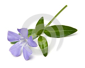 Periwinkle Isolated