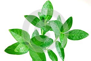 Periwinkle isolated on white