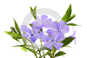 Periwinkle isolated on white