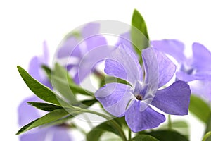 Periwinkle isolated on white