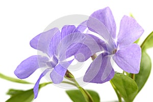 Periwinkle isolated on white