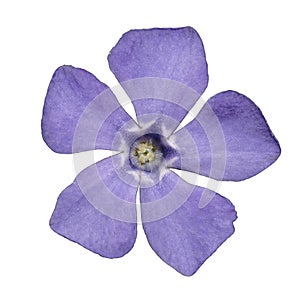 Periwinkle. Isolated