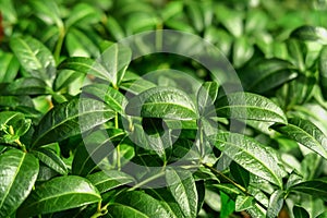 periwinkle leaves natural green background