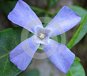 Periwinkle macro