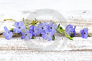 Periwinkle on old wood background