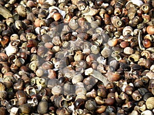 Periwinkle Shells Cracked and Crushed on a Beach