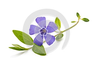 Periwinkle sprig with flower