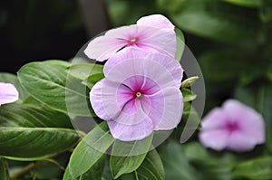 Periwinkle (Vinca) flowers.