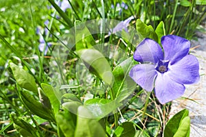 Periwinkle Vinca minor `Bowles in a Country Cottage