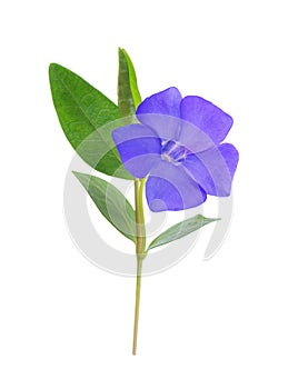 Periwinkle, Vinca minor isolated on white