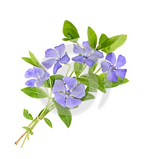 Periwinkle, Vinca minor isolated on white