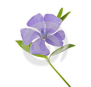 Periwinkle, Vinca minor isolated on white clipping path