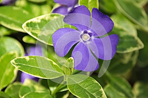 Periwinkle â€“ Vinca minor