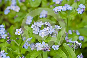 Periwinkles Blooming in the Spring