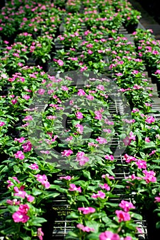 Periwinkles in the greenhouse