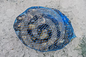 The periwinkles predominate in the small loose stones under which they endure humidity for many hours, they survive at low tide in