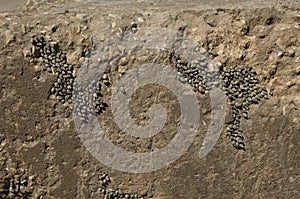 Periwinkles on a wall in the coast of Dakar.