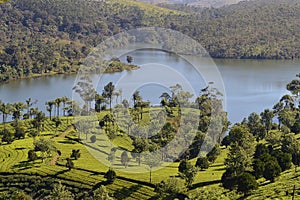 A scene of Periyar lake with tea and nilgiri plantation photo