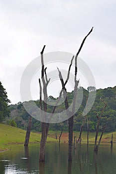 Periyar Lake with Tree Trunks in Water with Hills in Background, Thekkady, Kerala, India