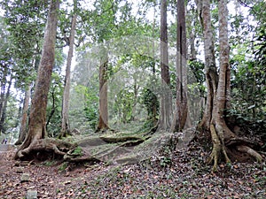 Periyar National Park, Kerala