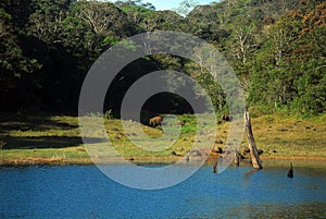 Periyar National Park and Wildlife Sanctuary photo