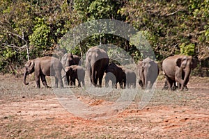 Periyar Reserve Forest, Thekkady Kerala