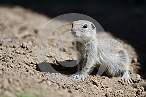 Alert Little Ground Squirrel Standing Guard Over Its Home