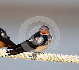The Perky Barn Swallow