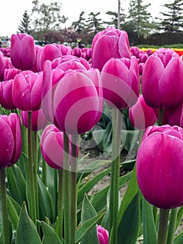 Perky deep pink tulips on long stems