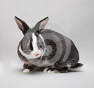 Perky easter cute baby rabbit showing his tongue