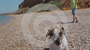 Perky and energetic Jack Russell runs on pebbles