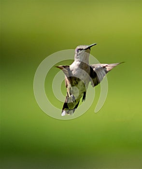 Perky Female Hummingbird In Flight