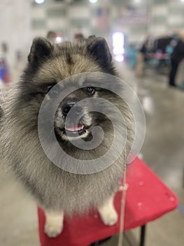 Perky keeshond on top of grooming table photo