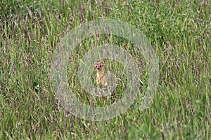 perky longtailed weasel prairie Mustelidae